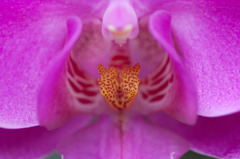 花の中心