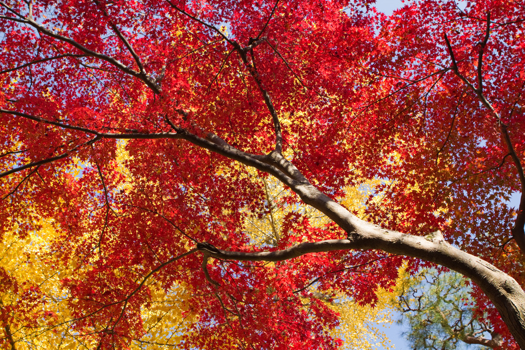 紅葉２