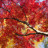 紅葉２