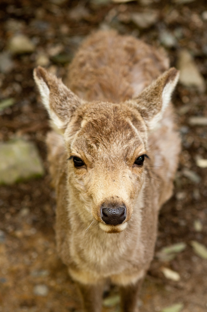 奈良公園の鹿
