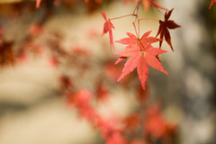 紅葉