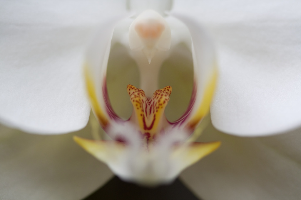 花の中心２