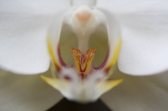 花の中心２