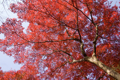 紅葉・・