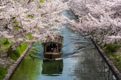 伏見港　十石船と桜