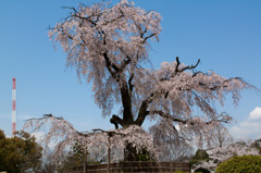 円山公園の枝垂れ桜