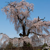 円山公園の枝垂れ桜