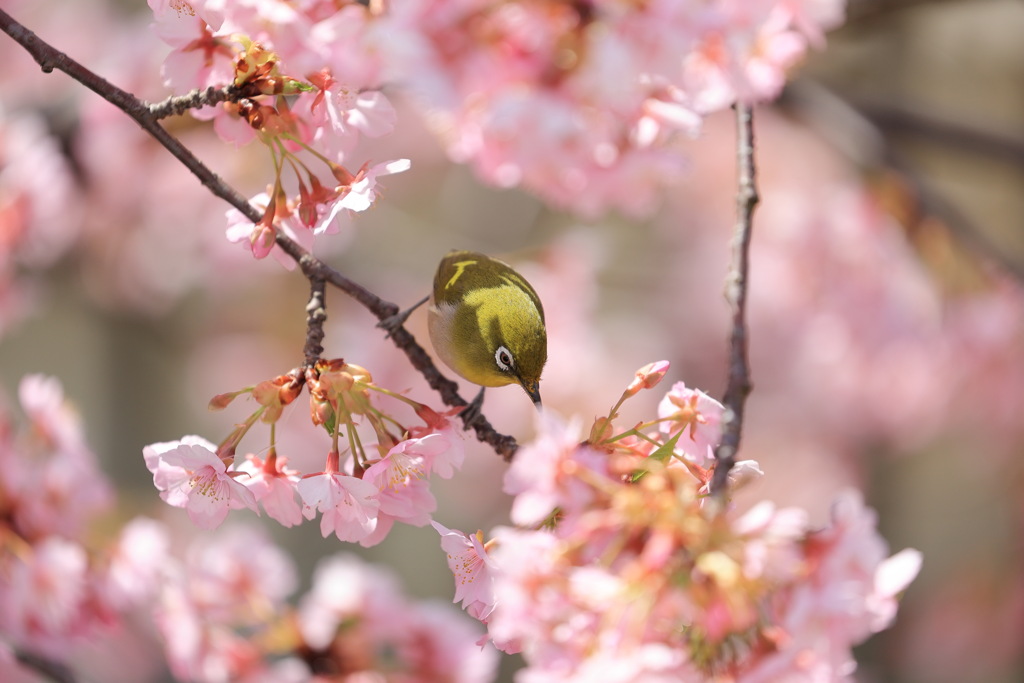 河津桜とメジロ