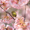 河津桜とメジロ