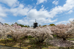 京都　仁和寺の御室桜