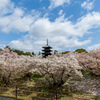 京都　仁和寺の御室桜