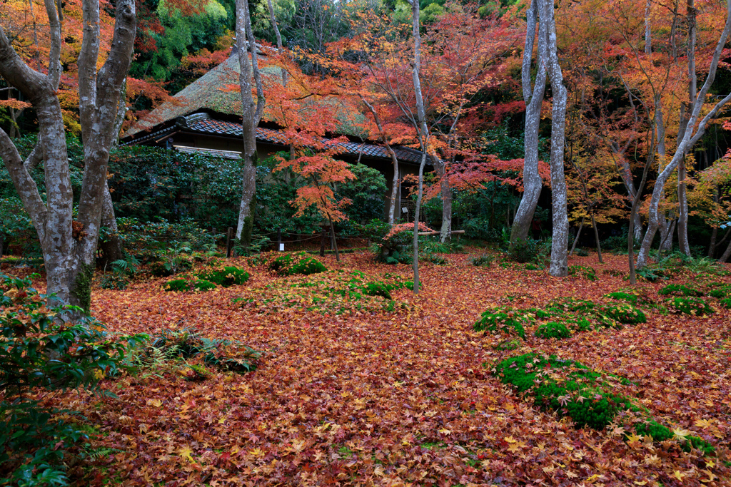 紅葉　祇王寺