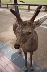 写真ばっか撮ってないで鹿せんべいくれよ・・・