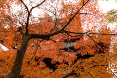 紅葉の幕