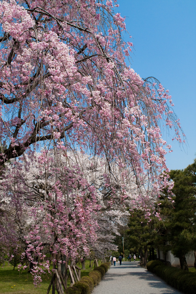二条城の桜