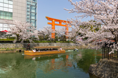 岡崎疏水の桜と十石舟