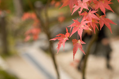 紅葉