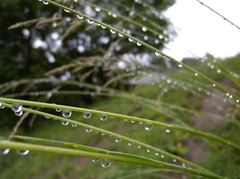 雨上がり