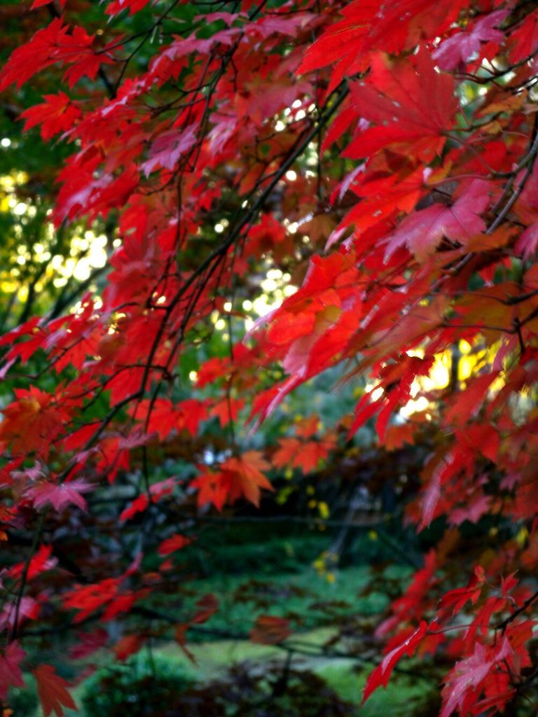 紅葉空間