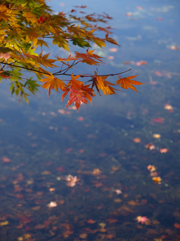 紅葉