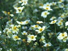 やわらかな花