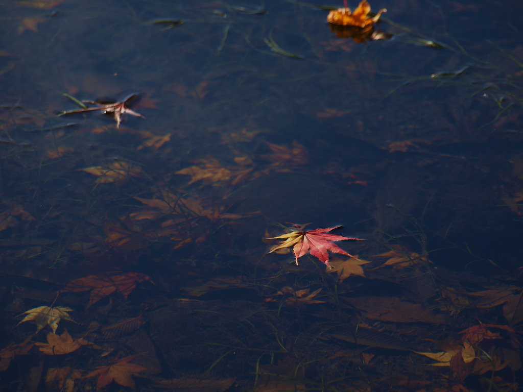 水紅葉