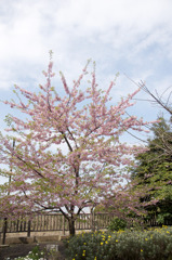 江ノ島の河津桜