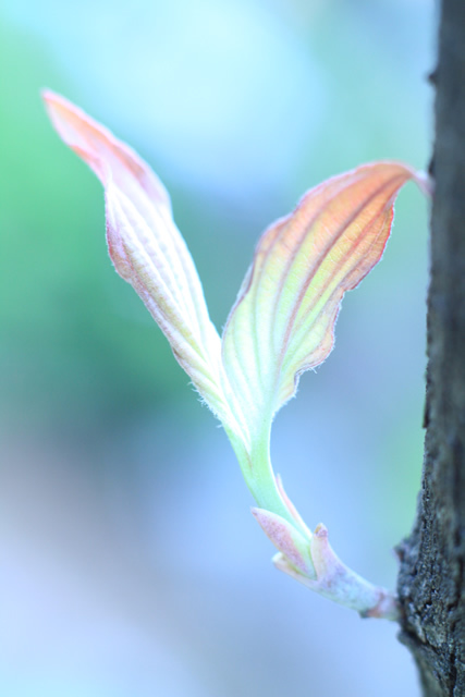 花水木の若枝