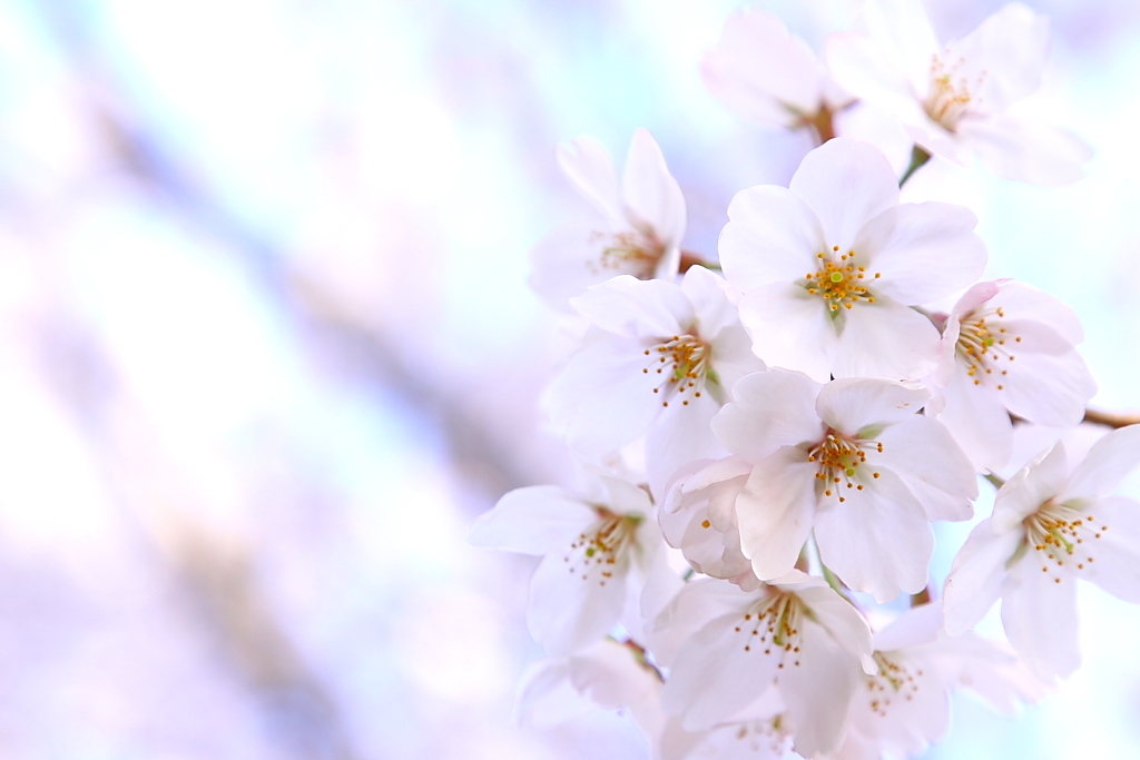 桜