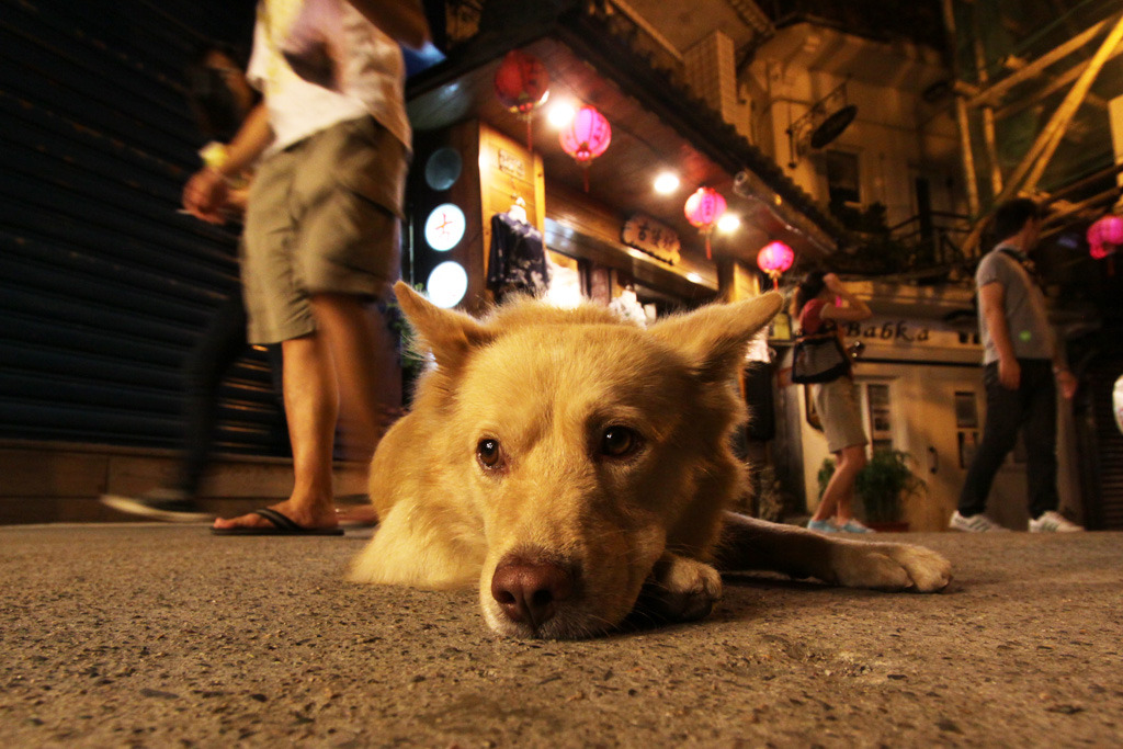 九份の犬