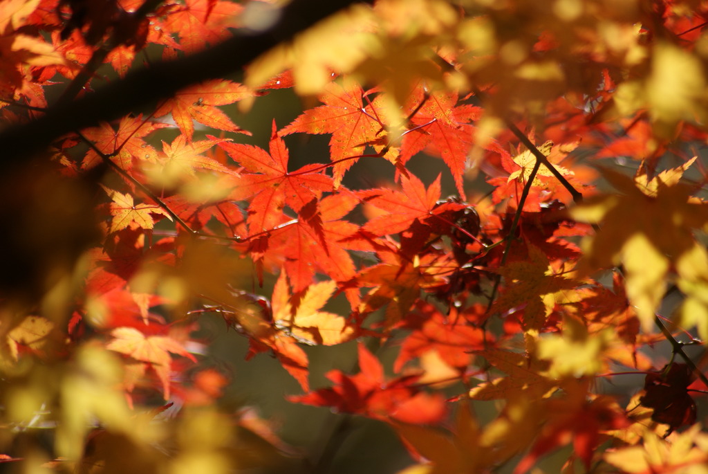 紅葉
