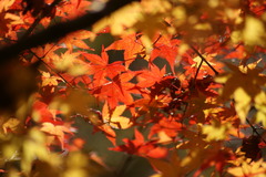 紅葉