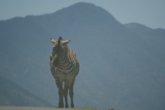 シマウマ
