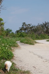 竹富島