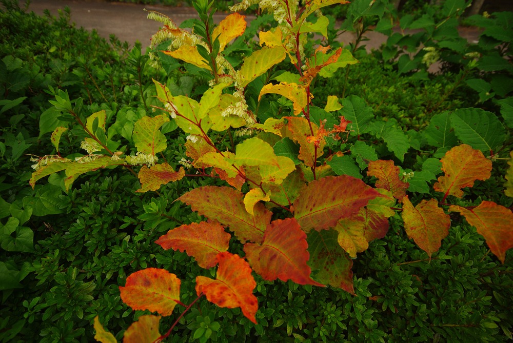 IMGP3546