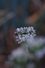 韮の花と地蜂