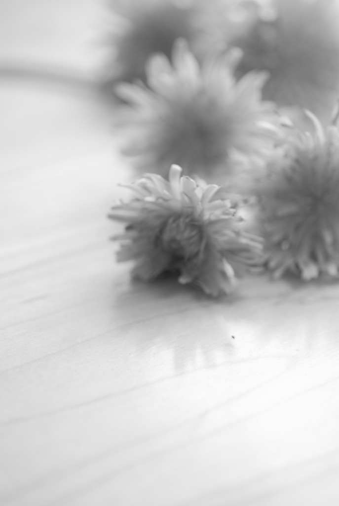 たんぽぽ　in monochrome 