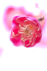 しだれ梅