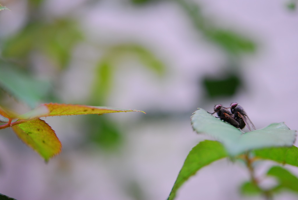 覗き見。