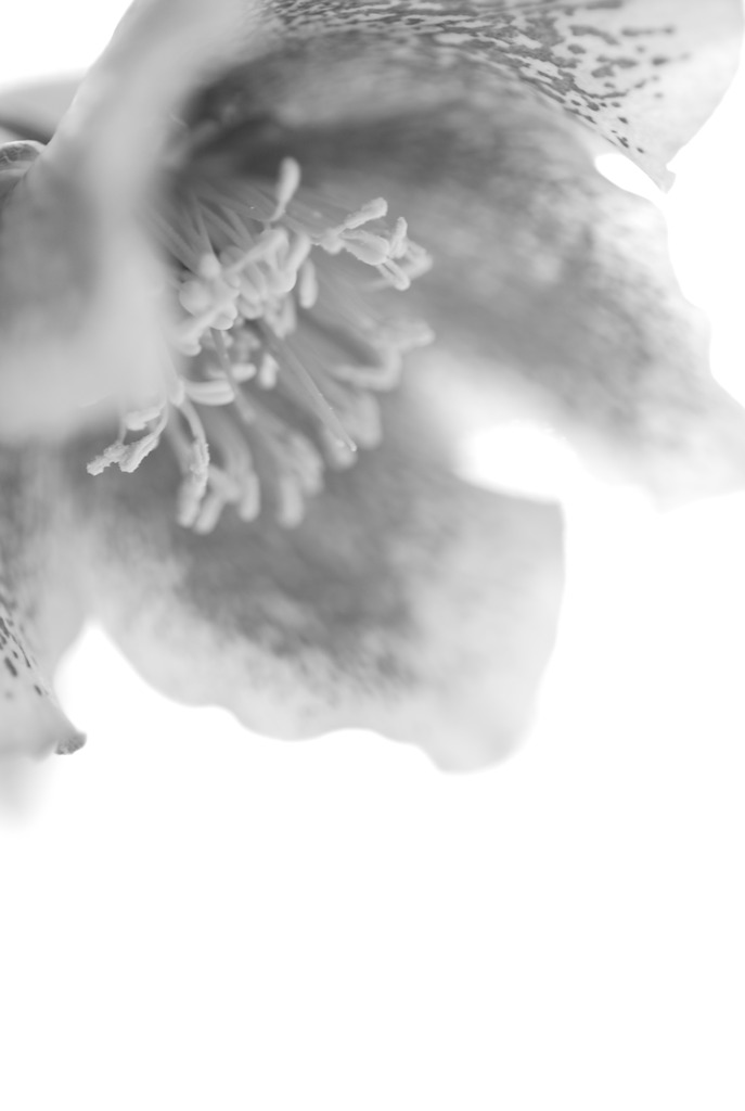 クリスマスローズ　in　monochrome