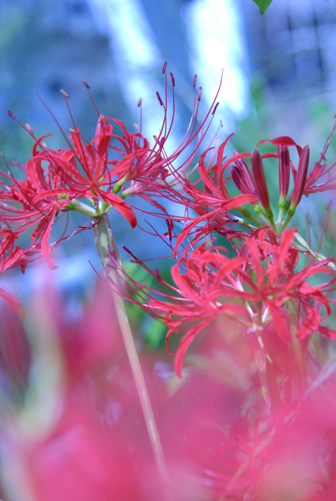 曼珠沙華　Ⅱ