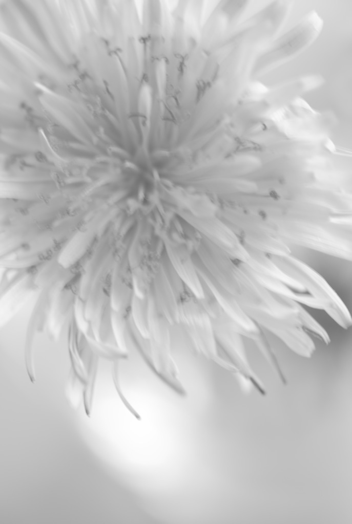たんぽぽ　in monochrome 