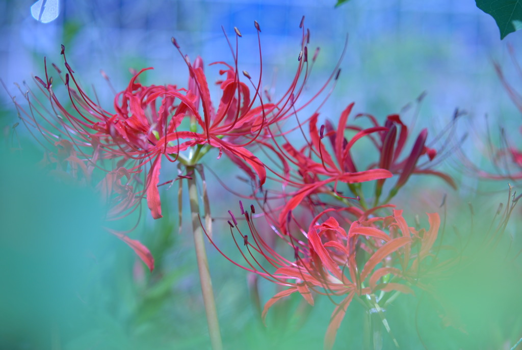 曼珠沙華