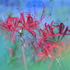 曼珠沙華