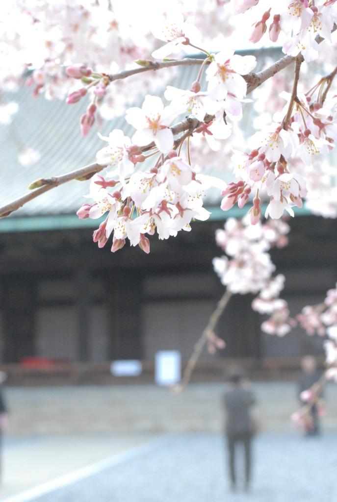 桜と三十三間堂