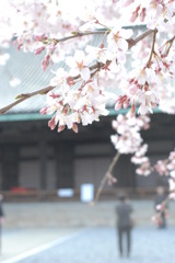 桜と三十三間堂