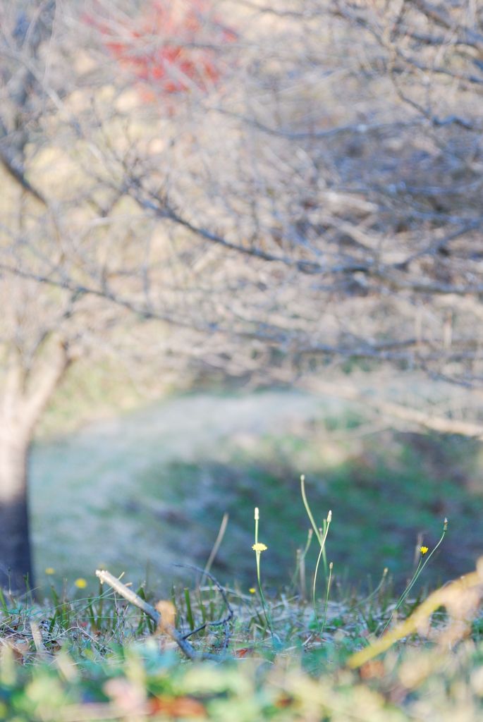 幻想の森