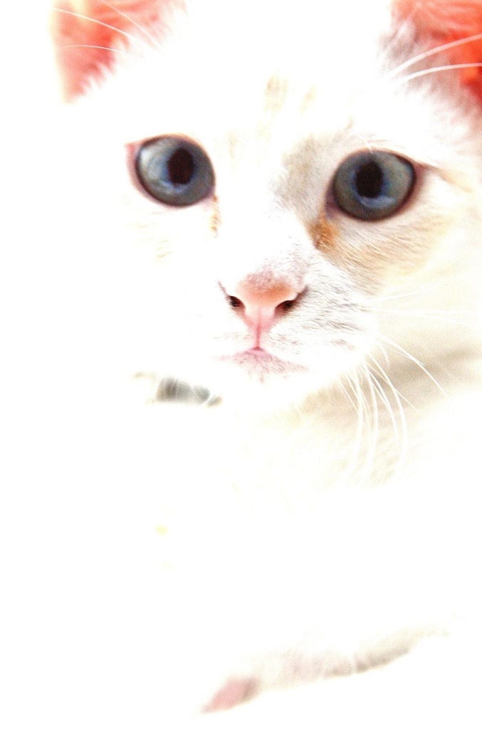 まなざし