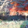 幻想の森　vol.2