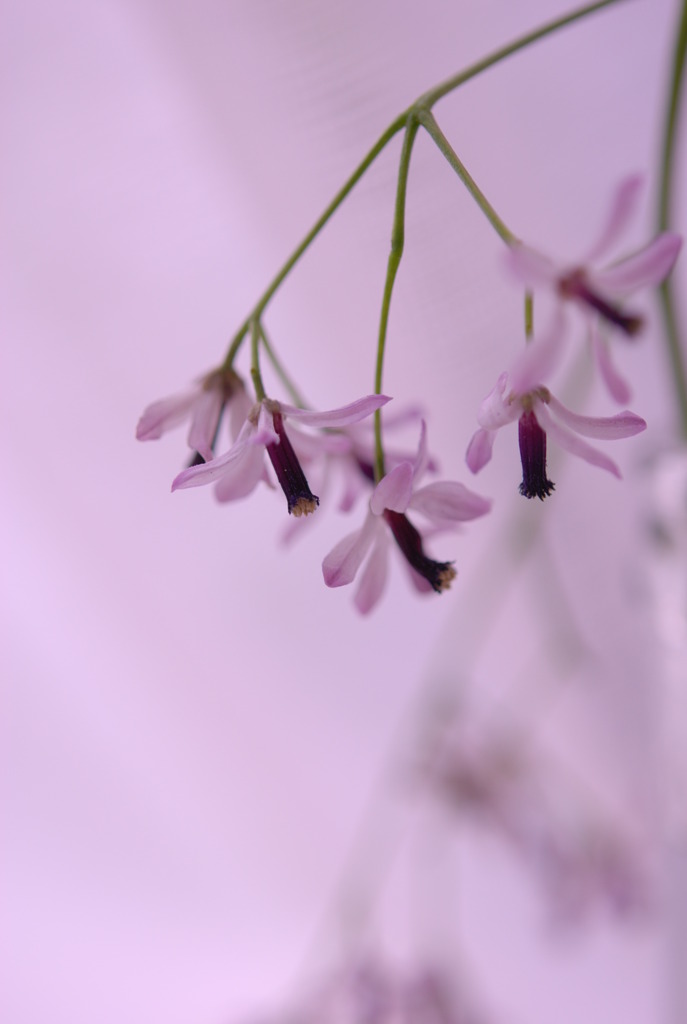 センダンの花　vol.1